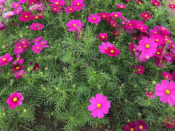 宁德鲜花花艺-绿化露台设计